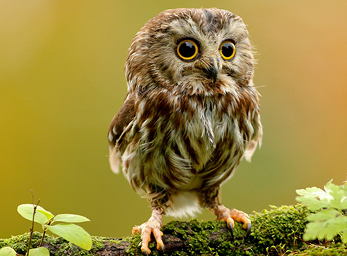 Play Animal Hidden StarsOnline