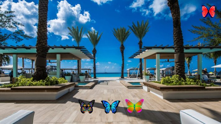 Find 100 Butterflies